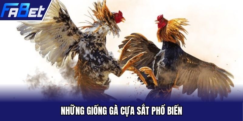 Top những giống gà phổ biến trong hình thức cựa sắt