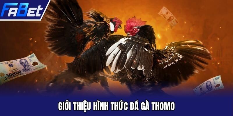 Tìm hiểu thông tin thú vị về hình thức đá gà Thomo