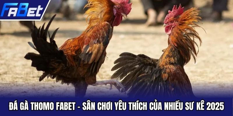Đá gà thomo