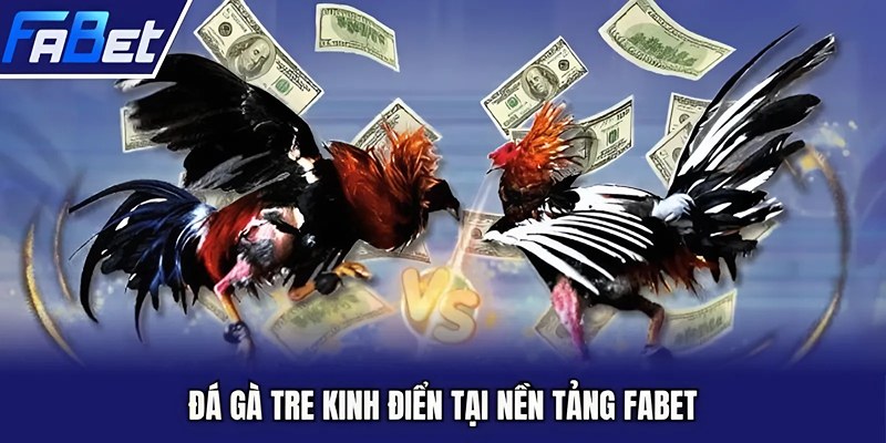 Đá gà tre kinh điển tại nền tảng FABET