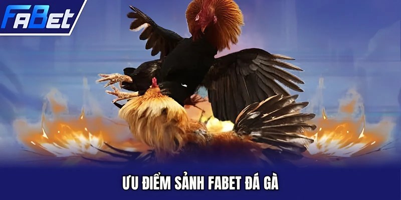 Ưu điểm sảnh FABET đá gà