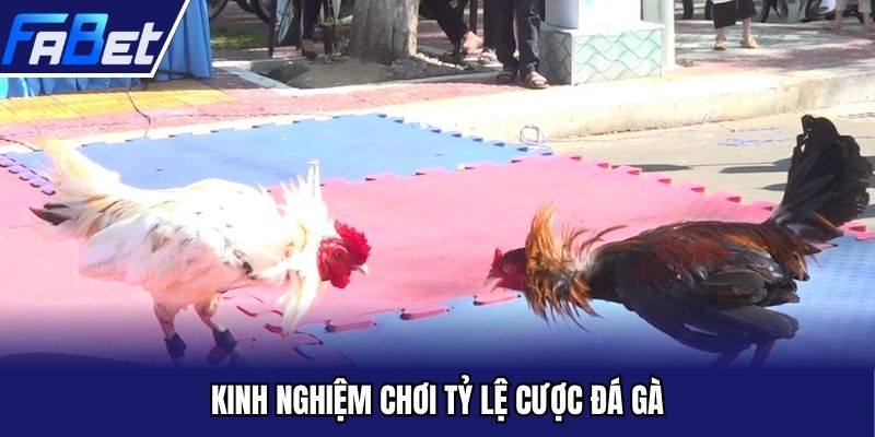 Kinh nghiệm chơi tỷ lệ cược đá gà