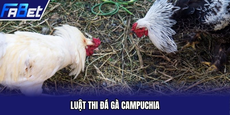 Luật thi đá gà Campuchia