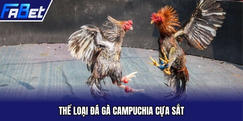 Thể loại đá gà Campuchia cựa sắt