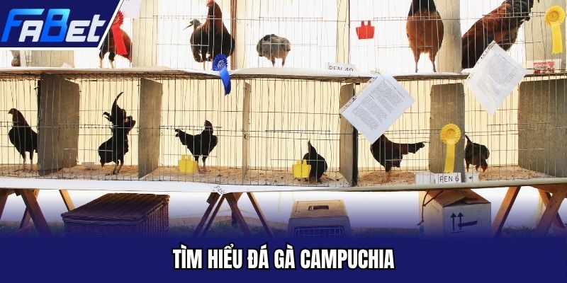 Tìm hiểu đá gà Campuchia