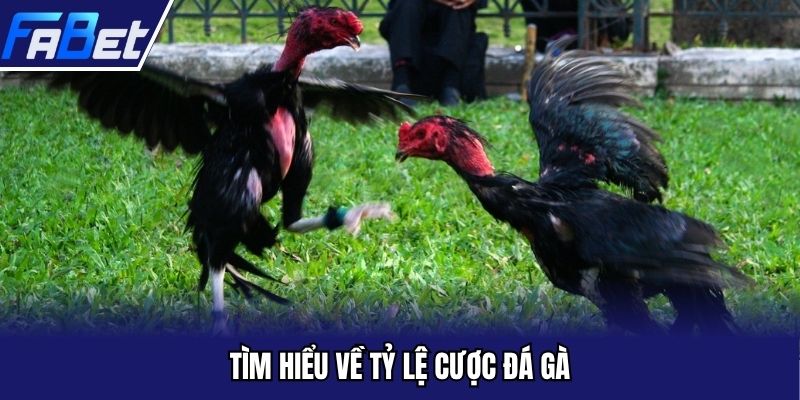 Tìm hiểu về tỷ lệ cược đá gà