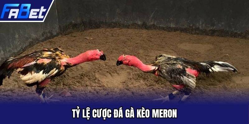 Tỷ lệ cược đá gà kèo Meron